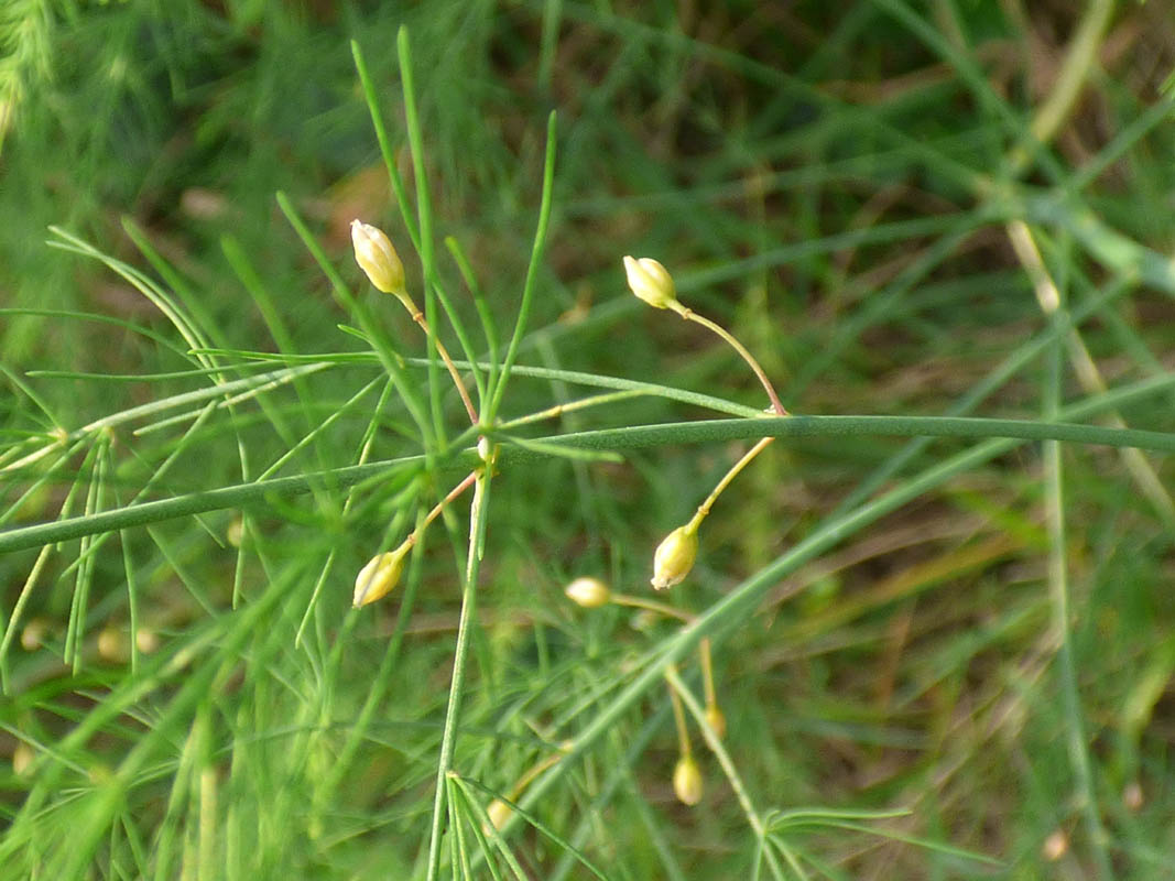 Asparagus officinalis